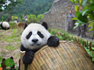 Большие панды отправляются в Россию - «Новости Дня»