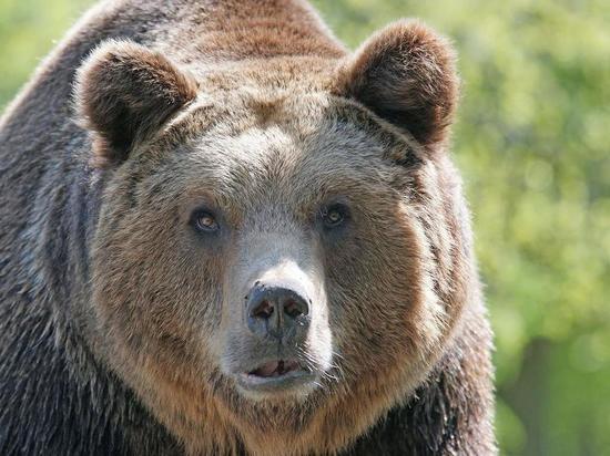 Белгородцы заметили медведицу с медвежонком в районе Таврово и Никольского
