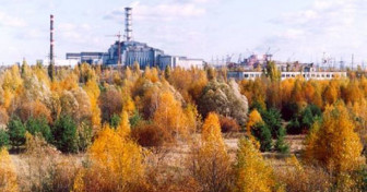 Чернобыльская зона отчуждения стала заповедником для животных - «Новости дня»