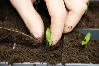 Когда и как посеять баклажаны на рассаду? | Огород | Дача - «Политика»