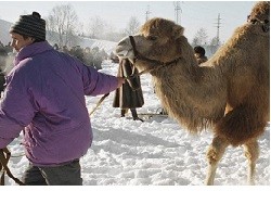 Когда Россию укреплять уже нечем, сгодятся и пять верблюдов - «Спорт»