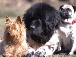 Мэр французского города запретил собакам лаять - «Экономика»