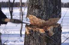 По инициативе прокурора Тарбагатайского района возбуждено уголовное дело по факту незаконной рубки леса