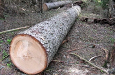 Прокуратура инициирует уголовное расследование по факту уничтожения деревьев на Ойбурском озере (ОБНОВЛЕНО)