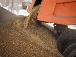 Россия задумалась подарить Северной Корее тысячи тонн пшеницы - «Здоровье»