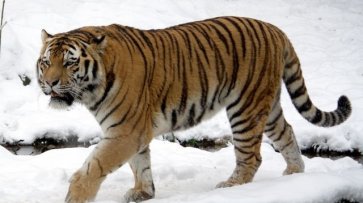 Амурский тигр напал на человека в Приморье - «Происшествия»
