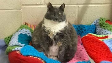 Четырежды отданная в приют самая толстая кошка Британии нашла дом - «Новости Дня»