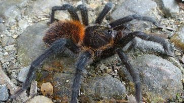 Держать дома пауков и скорпионов хотят запретить - «Новости дня»