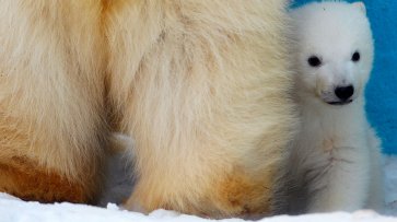 Два белых медвежонка родились в новосибирском зоопарке - «Новости Дня»
