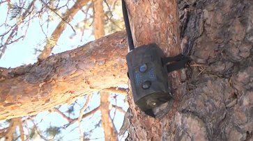 Фотоловушки в лесхозах Бурятии должны помочь с "черными лесорубами" - «Новости дня»