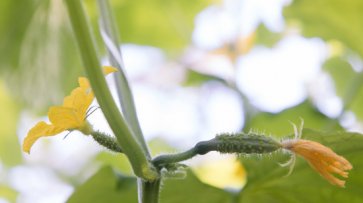 Как получить урожай огурцов с подоконника, рассказал волгоградский биолог