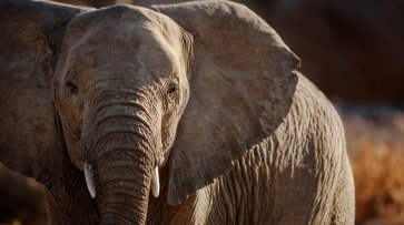 «Королева слоновых костей» из Китая получила срок в Африке - «Новости Дня»