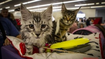 Кошки «копируют» черты и привычки хозяина - ученые - «Происшествия»