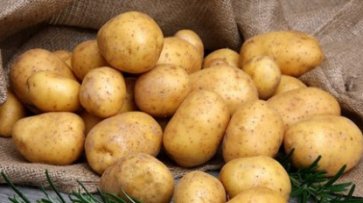 Медики назвали пять полезных свойств картофеля - «Политика»