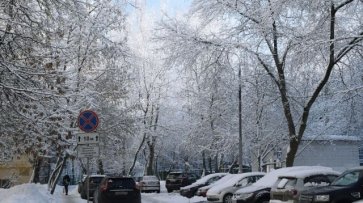 Московский ЦОДД посоветовал водителям не парковаться у деревьев - «Политика»