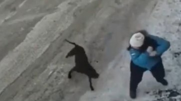 На Камчатке бойцовская собака изранила беременную женщину и ее питомца - «Новости дня»