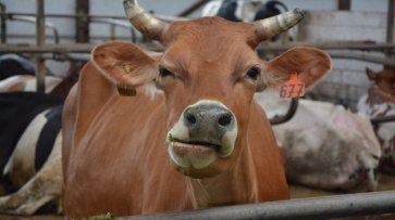 На сельскохозяйственном салоне в Париже корову продали за 130 тысяч евро - «Политика»