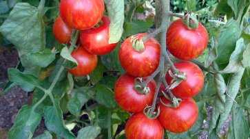 Немку русского происхождения оштрафовали за выращивание помидоров - «Технологии»