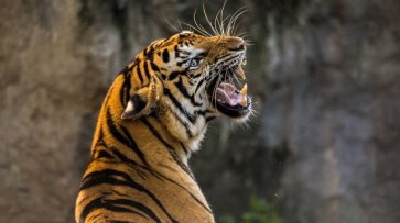 Пострадавшему от нападения тигра жителю Приморья грозит тюрьма - «Происшествия»