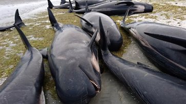 Правительство Исландии продлило разрешение на китовую охоту - «Политика»