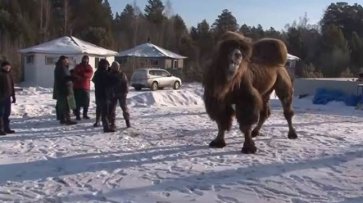 Прокуратура заинтересовалась сибирскими шаманами, которые заживо сожгли пять верблюдов, чтобы укрепить силу России