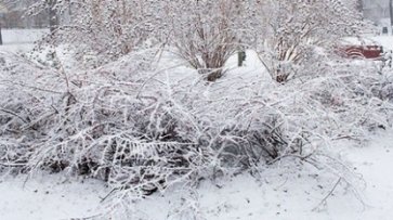 Синоптик: Завтра в Україні очікується мокрий сніг - «Общество»
