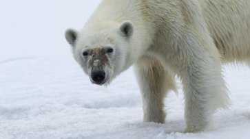 Ученые чипировали белых медведей на архипелаге Новая Земля - «Происшествия»