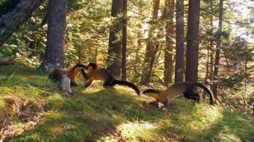 Ученые в Приморье впервые сняли кадры из жизни семьи харзы в дикой природе - «Происшествия»
