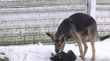 В Черновцах неизвестная женщина отравила более 30 собак - «Происшествия»
