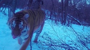 В ЕАО нашли тигрицу Филиппу, которая считалась пропавшей с осени - «Политика»