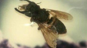 В Индонезии нашли считавшуюся вымершей самую большую пчелу в мире - «Политика»