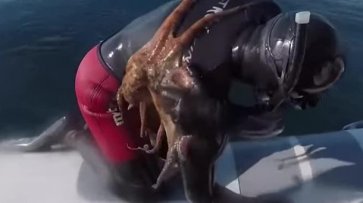 В Италии к дайверу присосался осьминог - (видео)