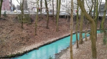 В Калининграде Парковый ручей стал яркого бирюзового цвета