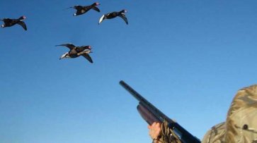 В Калмыкии ввели запрет на охоту на водоплавающих птиц