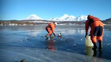 В Камчатском крае спасатели освободили утку, примерзшую ко льду - «Новости дня»