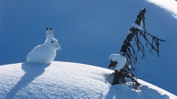 В Москве в субботу ожидается до -7°С - «Новости Дня»