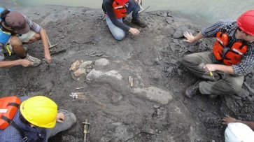 В Панаме нашли останки жившей 20 млн лет назад морской коровы