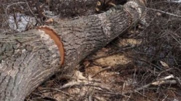 В Полтавской области дерево насмерть убило человека - «Общество»