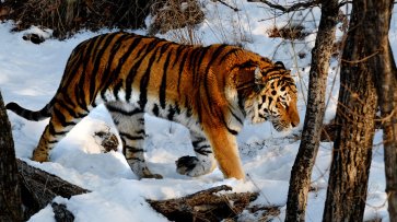 В Приморье тигр напал на человека - «Новости Дня»