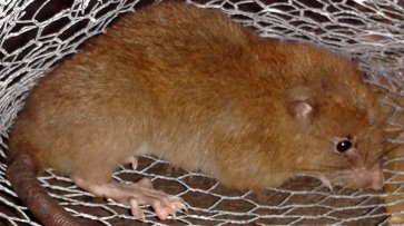 Вымершая австралийская крыса стала первой жертвой глобального потепления - «Новости Дня»