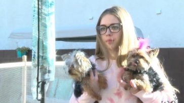 Юная американка с помощью подушки отбила у ястреба своего щенка - «Новости дня»