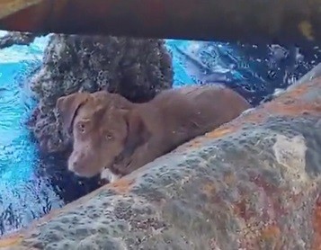 Истощенного пса нашли в открытом море за сотни километров от берега - «Здоровье»