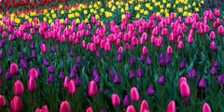 Из-за плохой погоды выставка тюльпанов на Певческом поле откроется на неделю позже - «Мир»