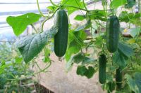 Как подготовить семена томатов, перцев и баклажанов для посева в грунт? | Огород | Дача - «Происшествия»