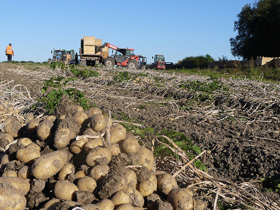 Калининградские сельхозпроизводители начали поставлять семенной картофель в Сербию