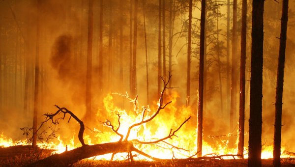 22 тысячи гектаров России охвачены огнем - «Новости дня»