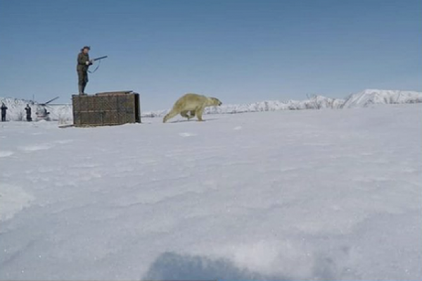 Белого медведя с Камчатки вертолётом доставили на Чукотку - «Политика»