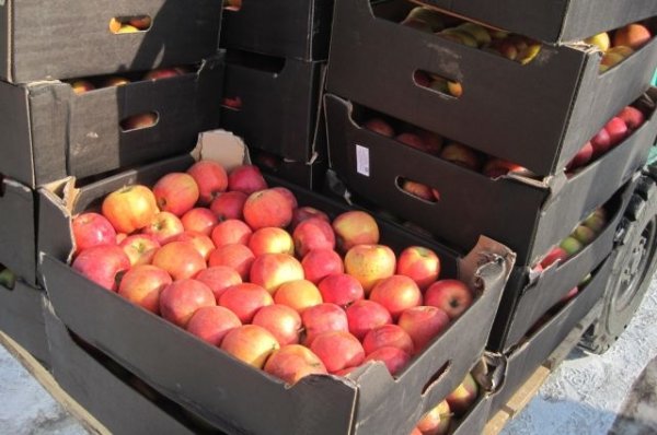 Белоруссия разрешит Россельхознадзору проверить производителей яблок и груш - «Политика»