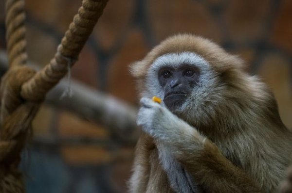 Благодаря внедрению человеческого гена у обезьян улучшилась память - «Происшествия»