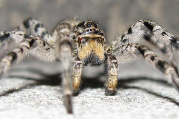 Более 700 тарантулов обнаружили в пачках из-под печенья и овсянки - «Новости Дня»